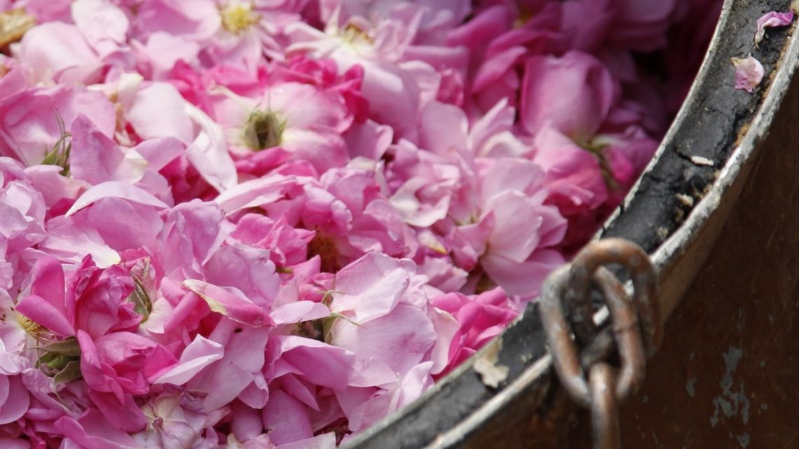 The Health Benefits of Rosewater
